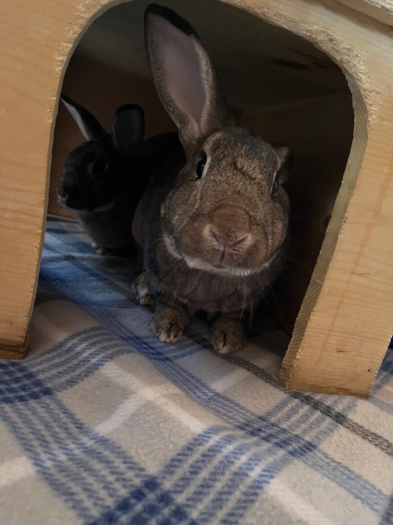 Enlarge Bear, a Adoptable American in Palatine, IL image 3/9