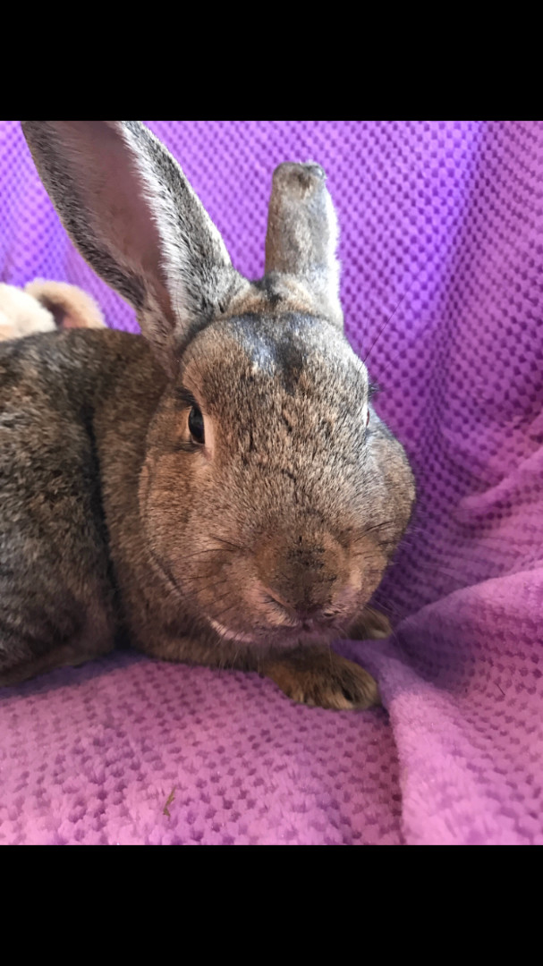 Enlarge Bear, a Adoptable American in Palatine, IL image 4/9