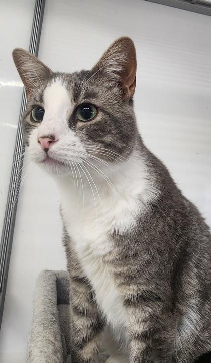 Vinny, ADOPTABLE, Adult Male Domestic Short Hair.