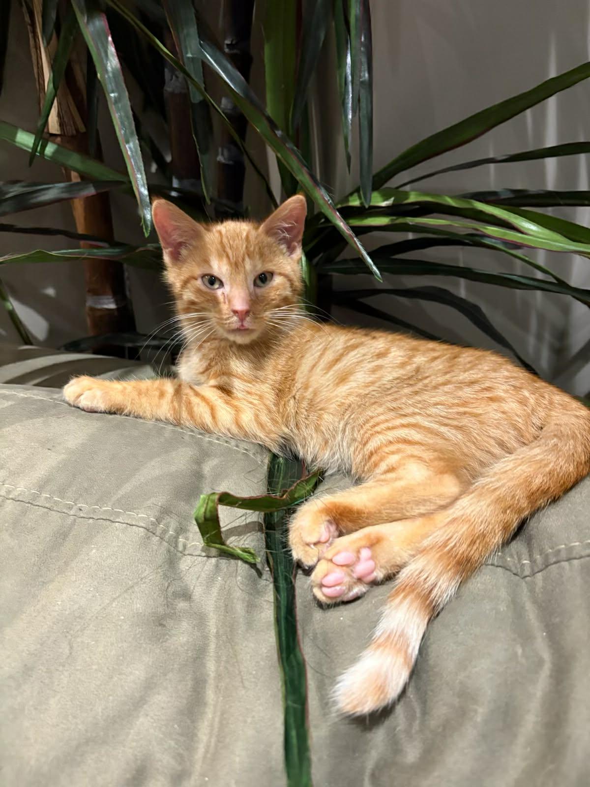 Gourd & Pumpkin (We are bonded), a ADOPTABLE mixed breed in Newmarket, ON image 1/5