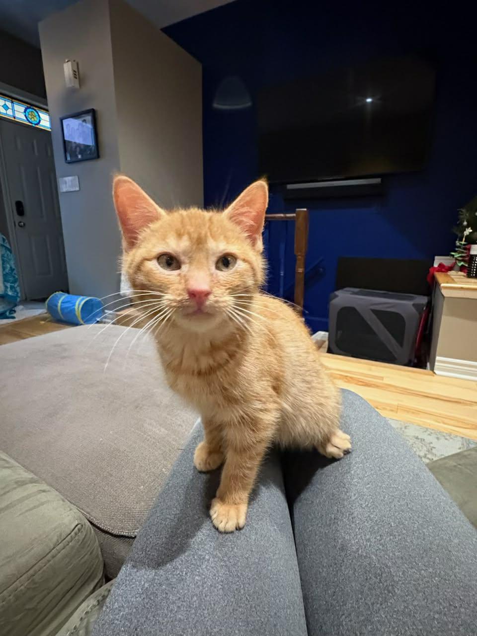 Gourd & Pumpkin (We are bonded), a ADOPTABLE mixed breed in Newmarket, ON image 2/5