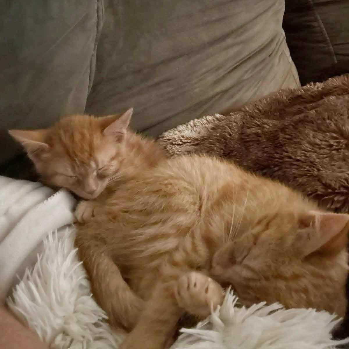 Gourd & Pumpkin (We are bonded), a ADOPTABLE mixed breed in Newmarket, ON image 3/5