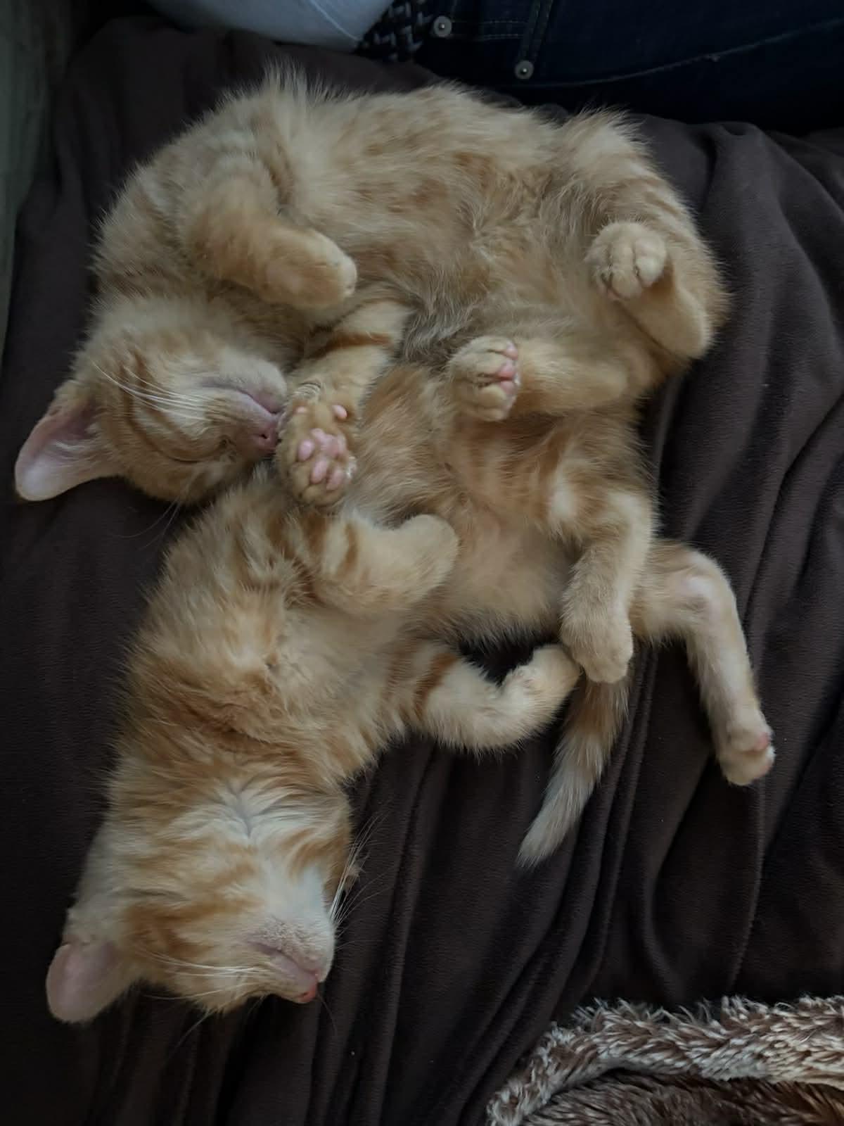 Gourd & Pumpkin (We are bonded), a ADOPTABLE mixed breed in Newmarket, ON image 4/5