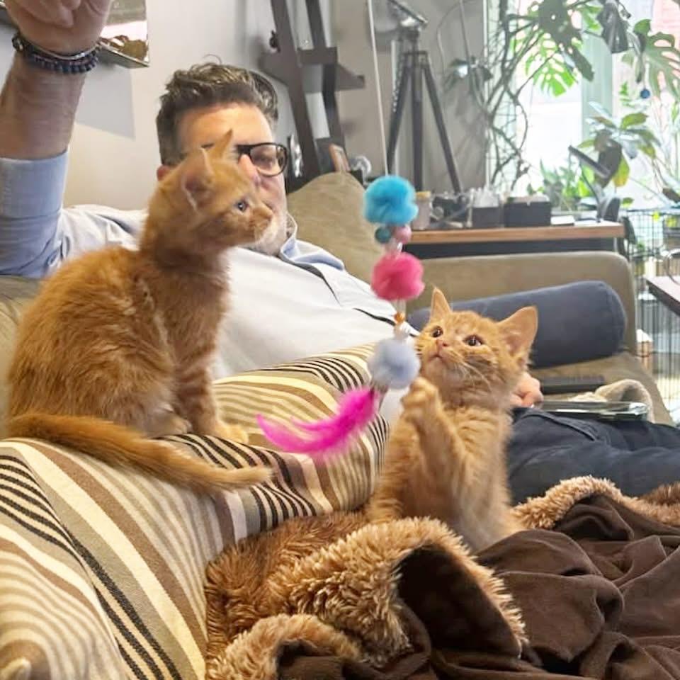 Gourd & Pumpkin (We are bonded), a ADOPTABLE mixed breed in Newmarket, ON image 5/5