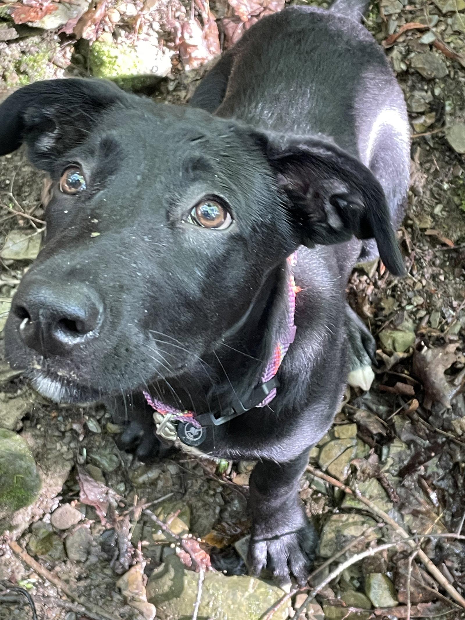 Enlarge Bindi, a Adopted mixed breed in Springville, NY image 3/3