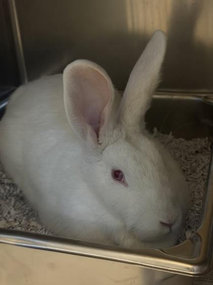 Dracula, Adoptable, Baby Female Bunny Rabbit & Bunny Rabbit.