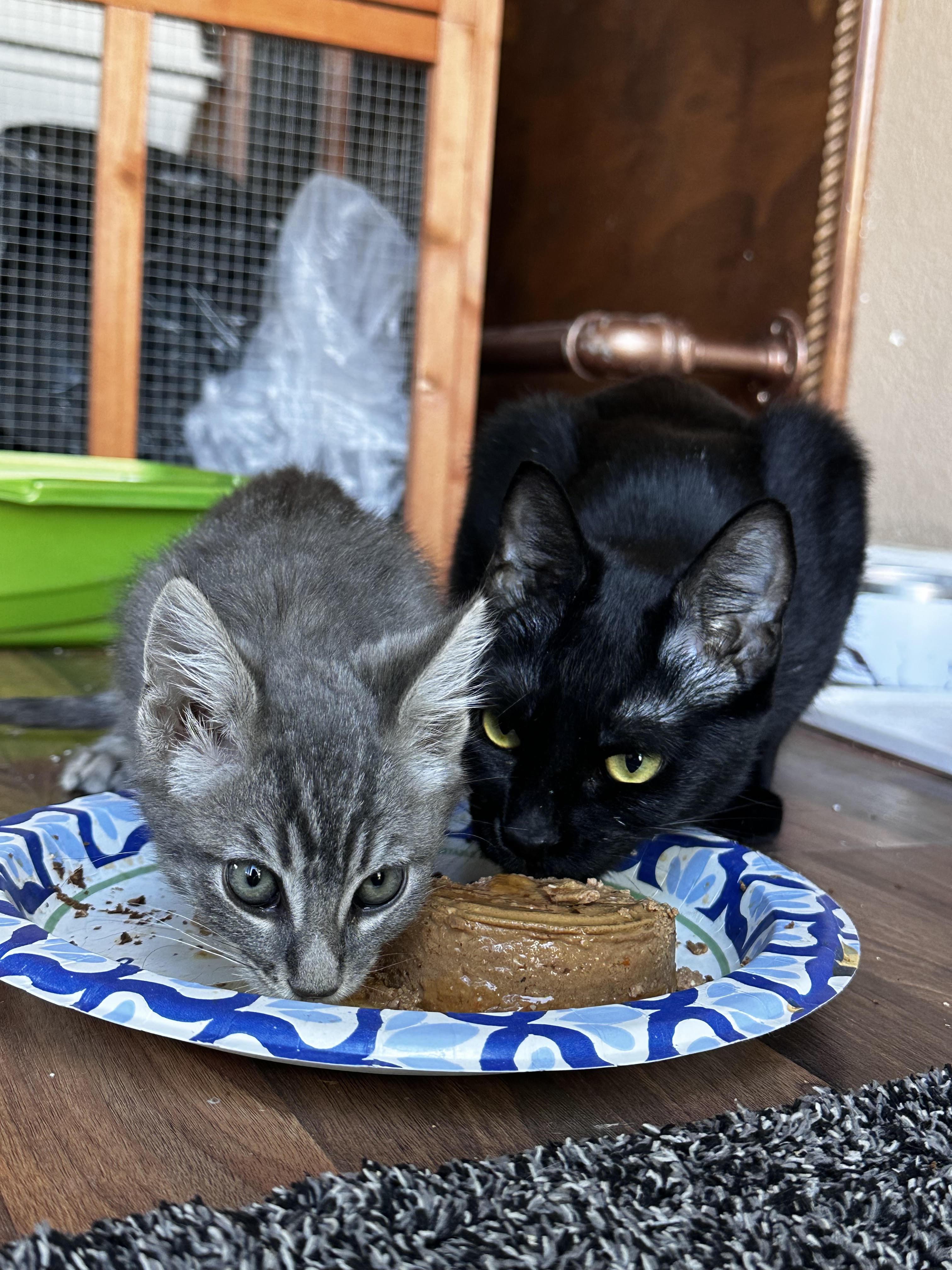 Enlarge Mama Bear (Bonded with Walnut), a Adoptable Domestic Short Hair in Elk Grove, CA image 4/5