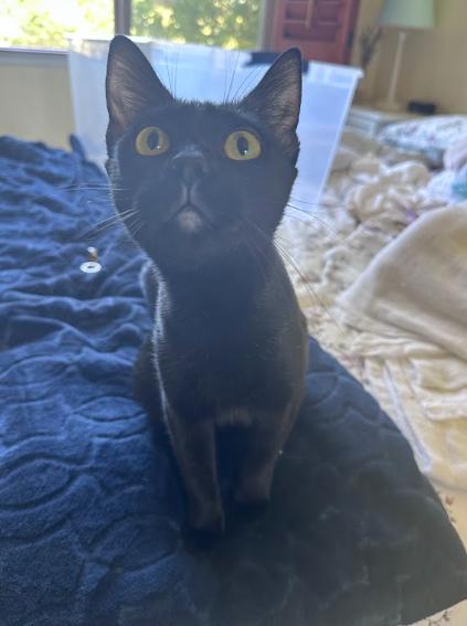 Mama Bear, a ADOPTABLE Domestic Short Hair in Elk Grove, CA image 3/5