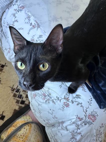 Mama Bear, ADOPTABLE, Young Female Domestic Short Hair.