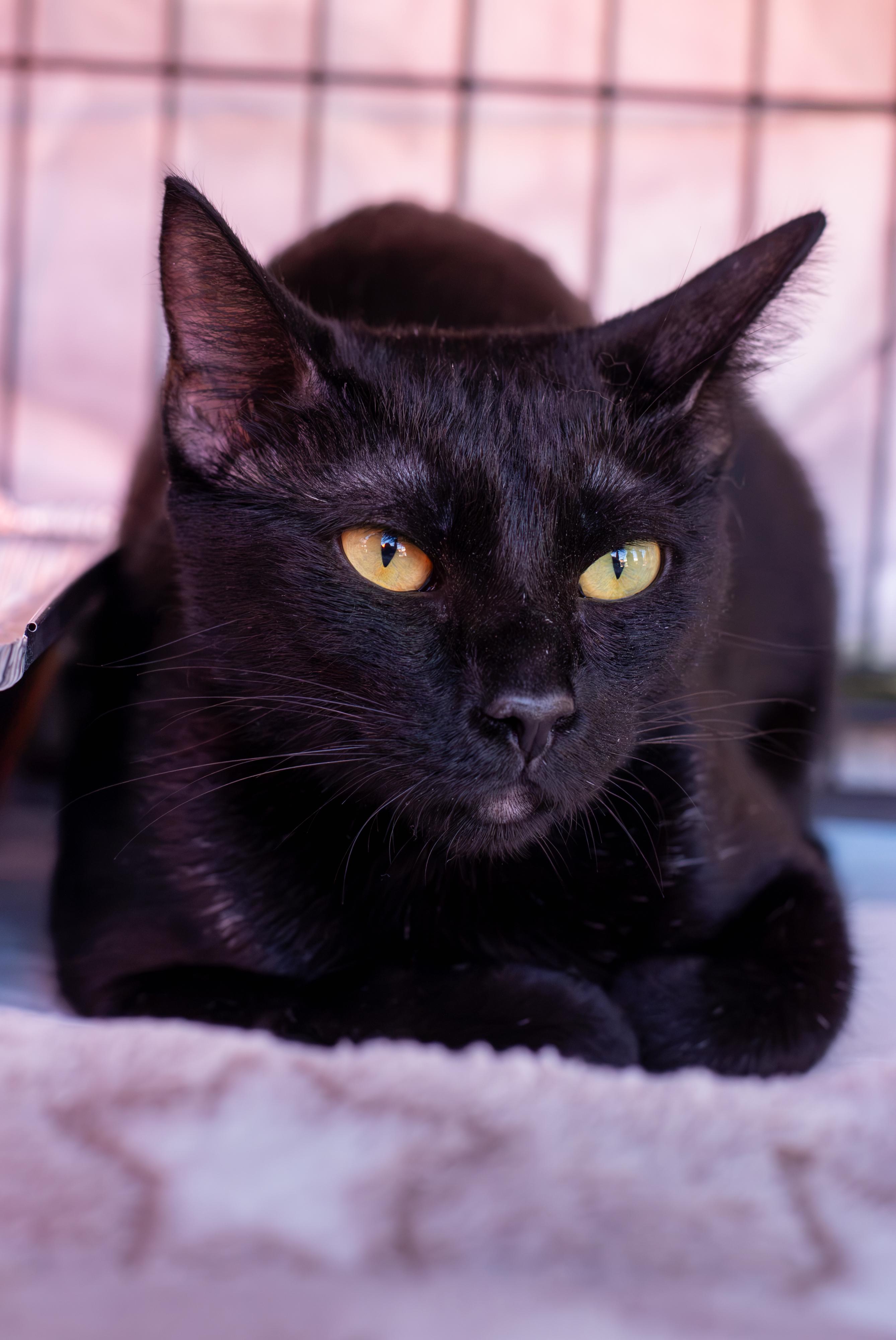 Mama Bear, ADOPTABLE, Young Female Domestic Short Hair.