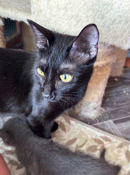 Mama Bear, a ADOPTABLE Domestic Short Hair in Elk Grove, CA image 5/5