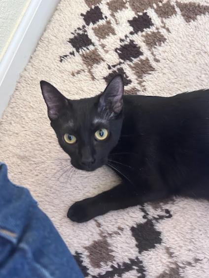 Mama Bear, a ADOPTABLE Domestic Short Hair in Elk Grove, CA image 4/5