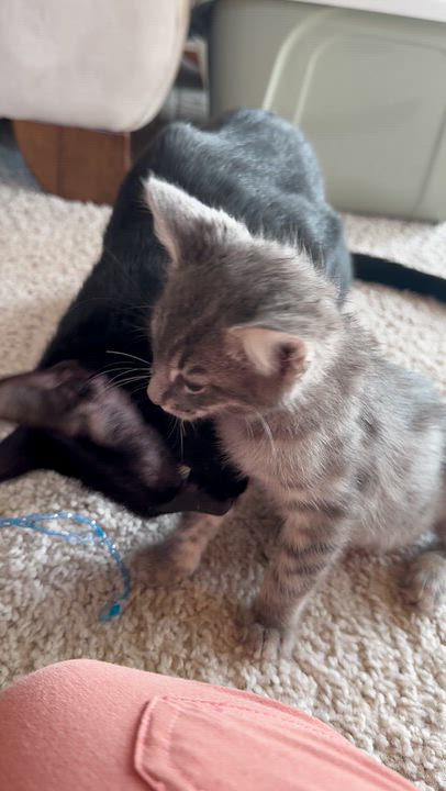 Enlarge Mama Bear (Bonded with Walnut), a Adoptable Domestic Short Hair in Elk Grove, CA video 5/5