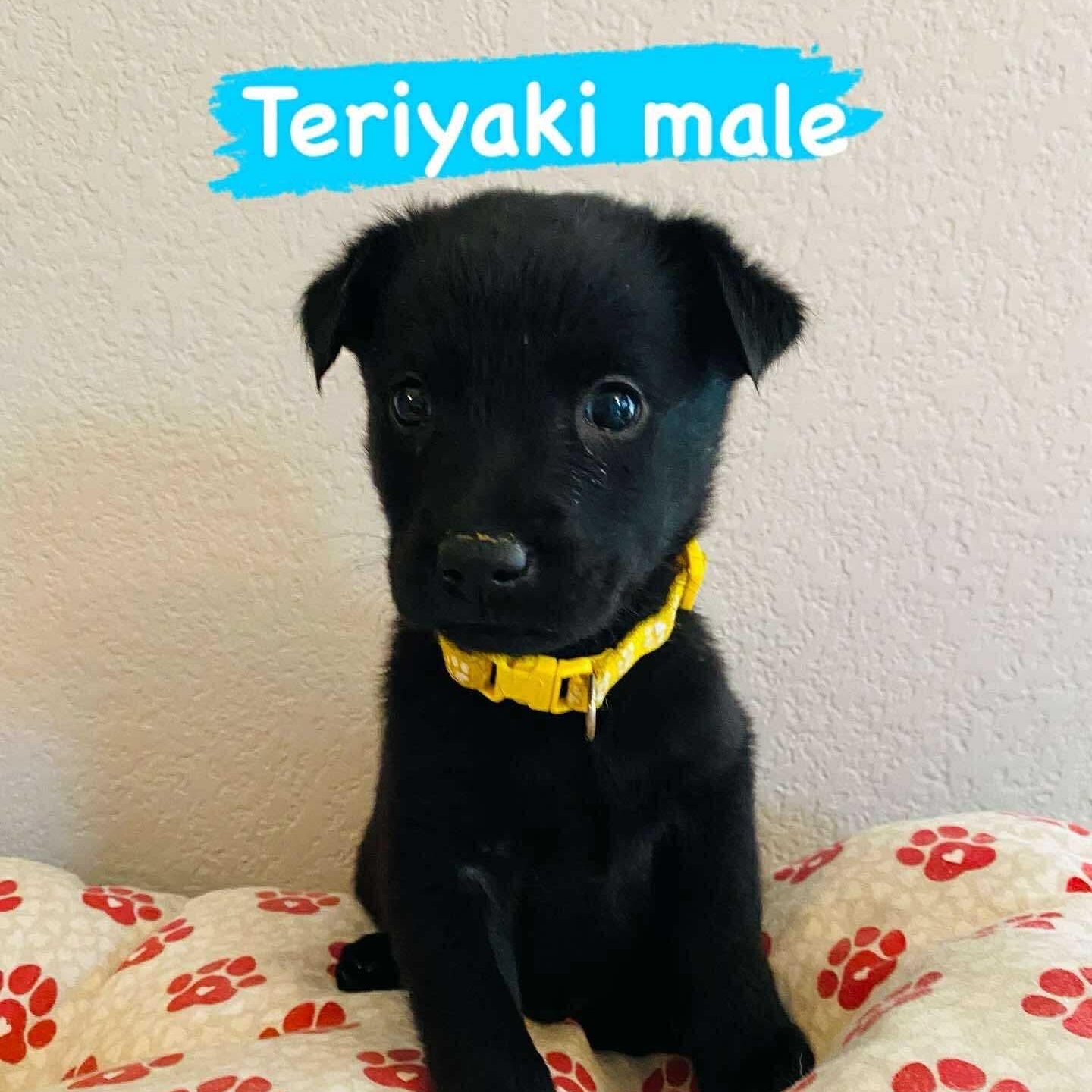 Teriyaki photo 4
