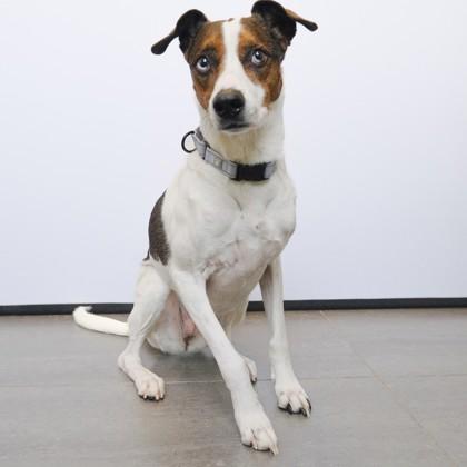 Maya — thumbnail 2