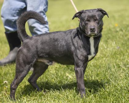 Jasper, Adoptable, Adult Male Labrador Retriever & Mixed Breed.