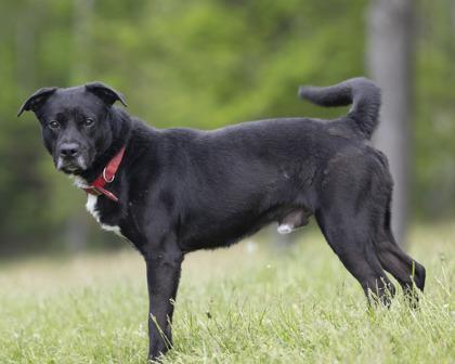Enlarge Jasper, a Adoptable mixed breed in Bedford, IN image 1/3