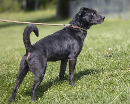 Jasper, a Adoptable mixed breed in Bedford, IN image 2/2