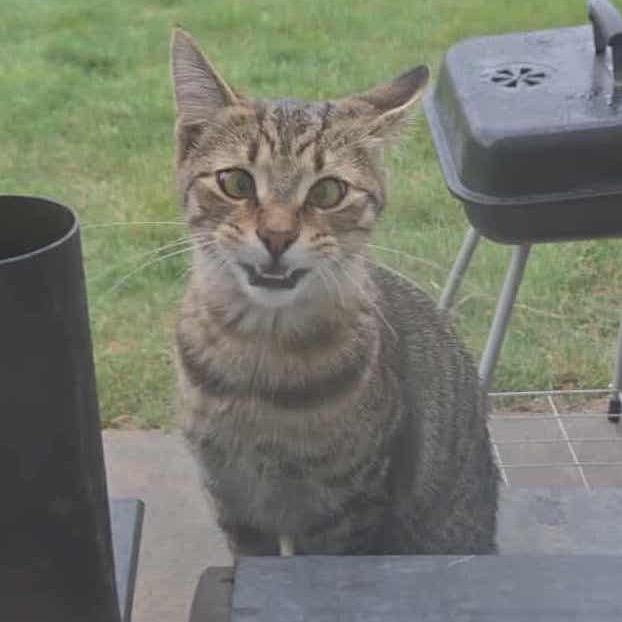 Gogo — thumbnail 2