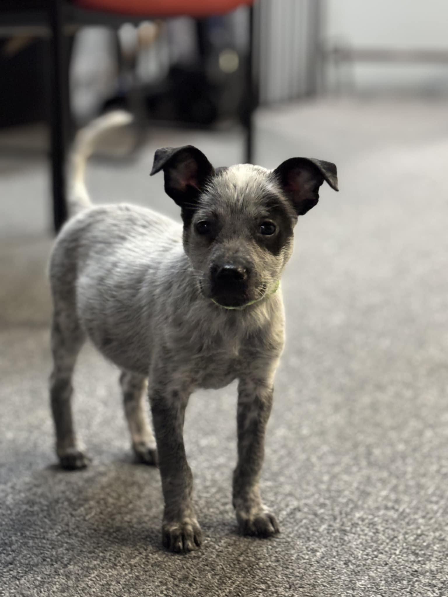 Duck the Dainty Cattle Dog
