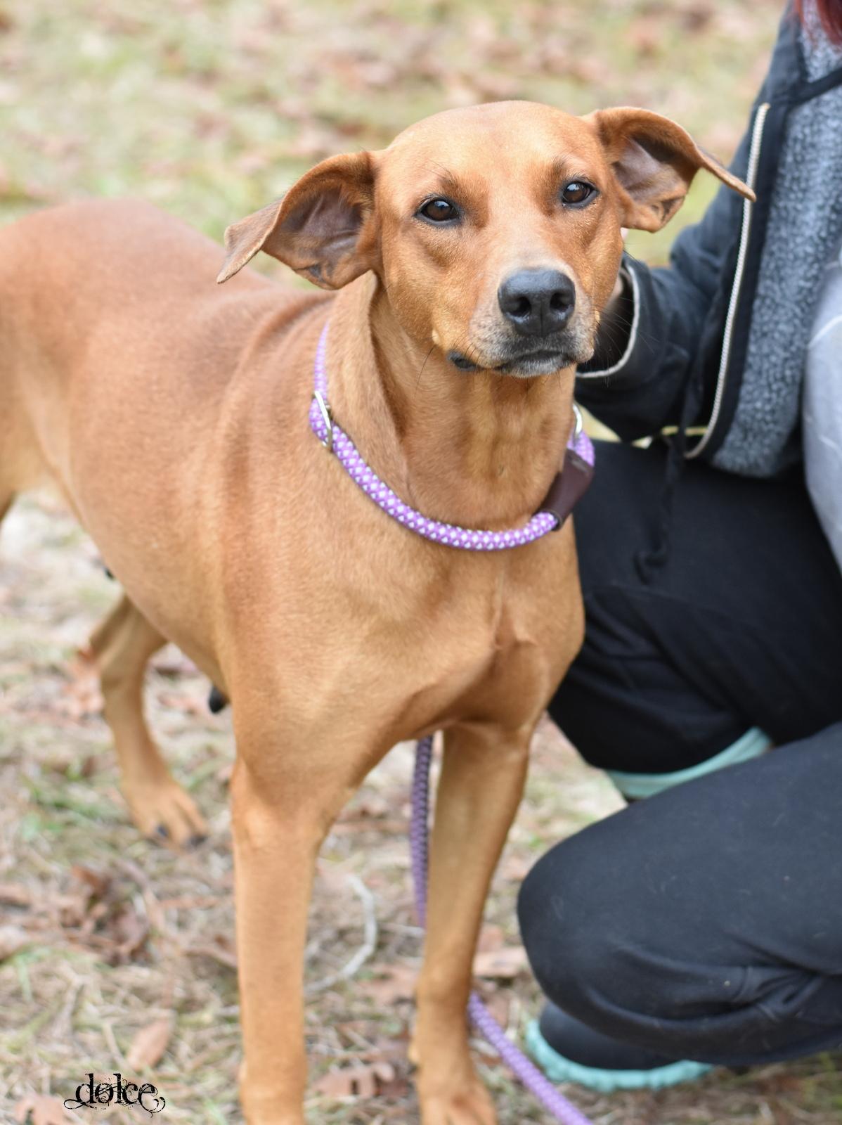 Enlarge Dolce, a Adoptable mixed breed in Snohomish, WA image 1/6