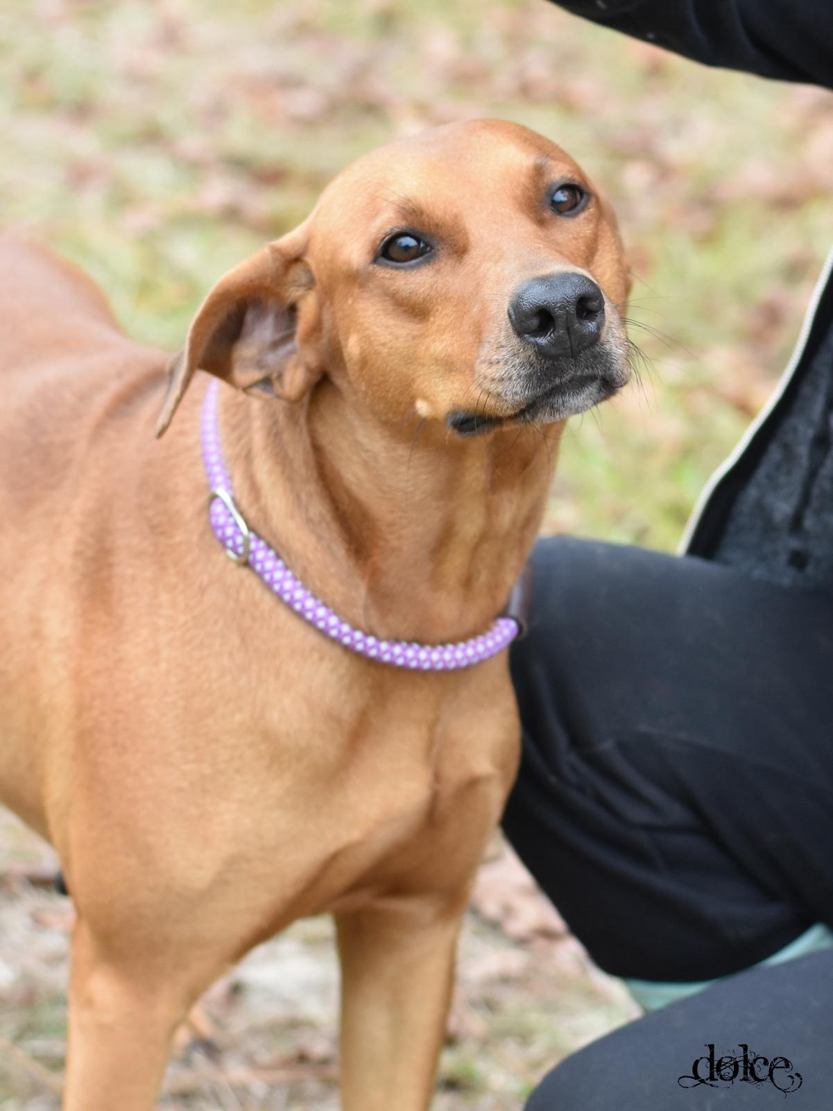 Enlarge Dolce, a Adoptable mixed breed in Snohomish, WA image 2/6
