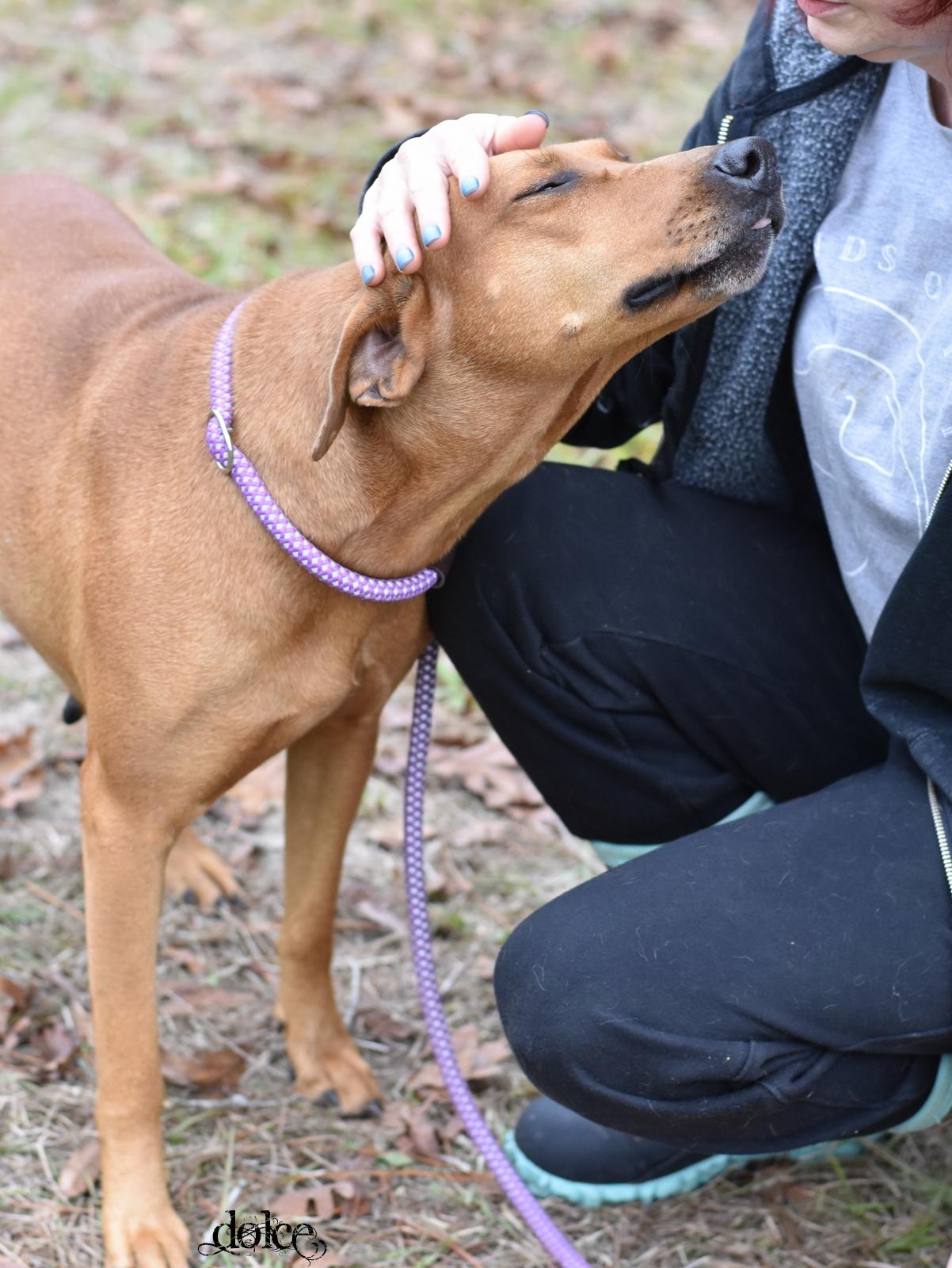 Enlarge Dolce, a Adoptable mixed breed in Snohomish, WA image 3/6