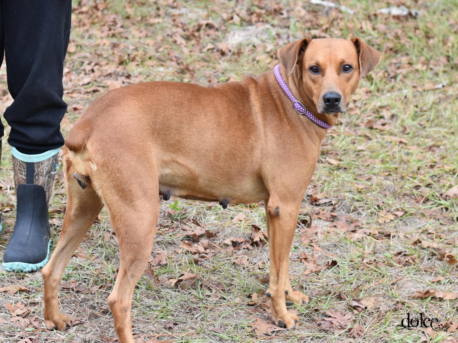 Enlarge Dolce, a Adoptable mixed breed in Snohomish, WA image 4/6
