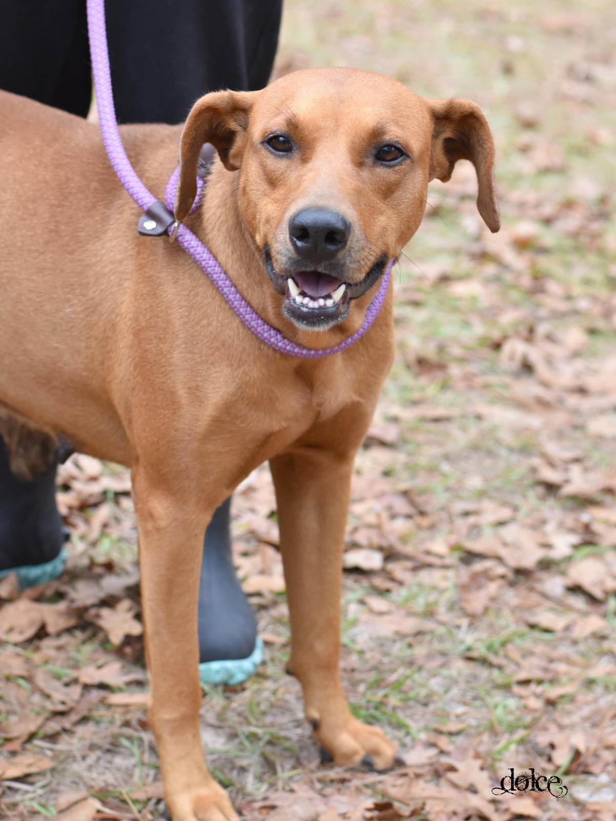 Enlarge Dolce, a Adoptable mixed breed in Snohomish, WA image 5/6