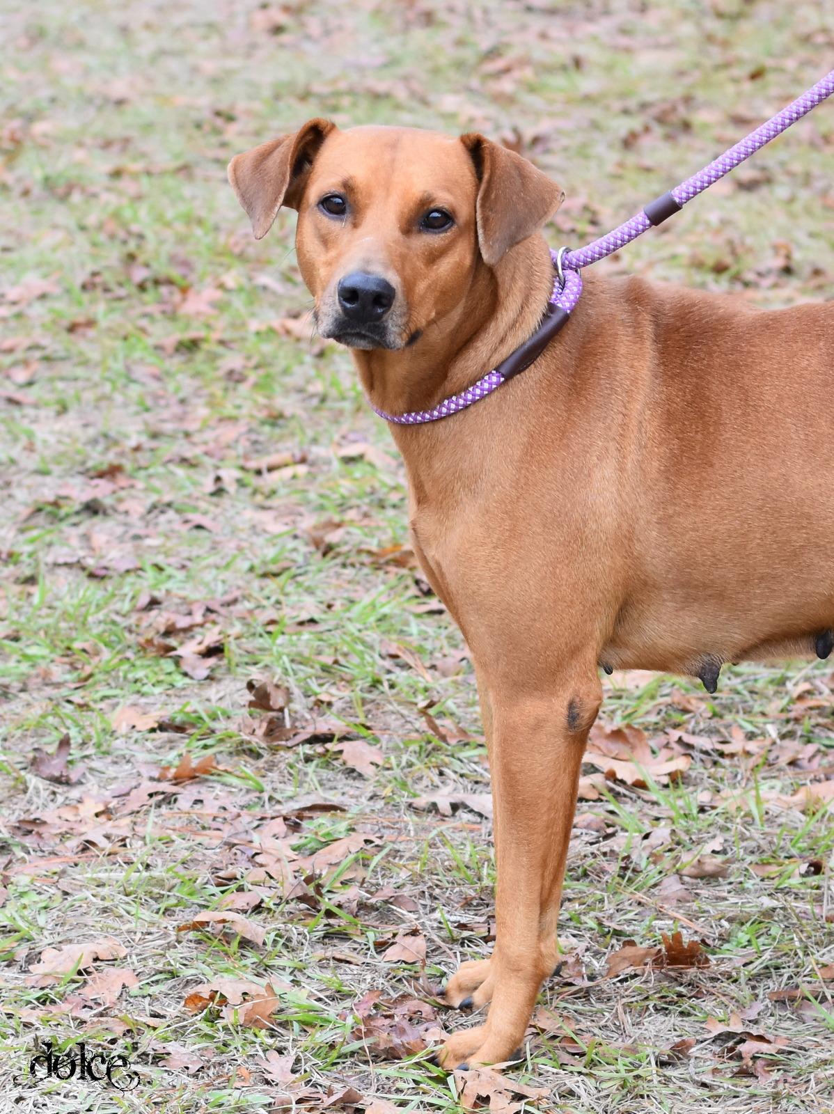 Enlarge Dolce, a Adoptable mixed breed in Snohomish, WA image 6/6