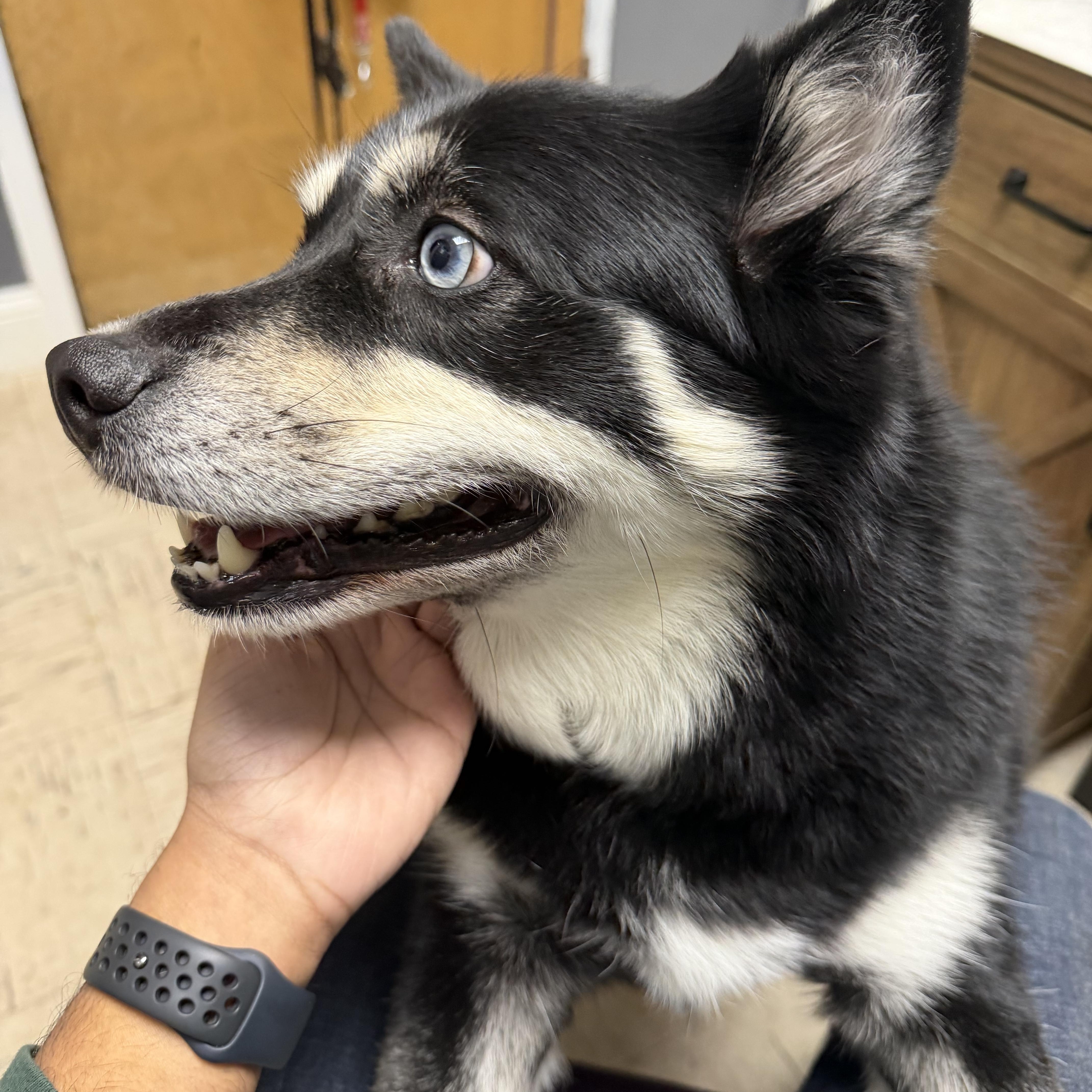 Enlarge Nova, a Adopted Pomsky in Englewood, NJ image 3/3