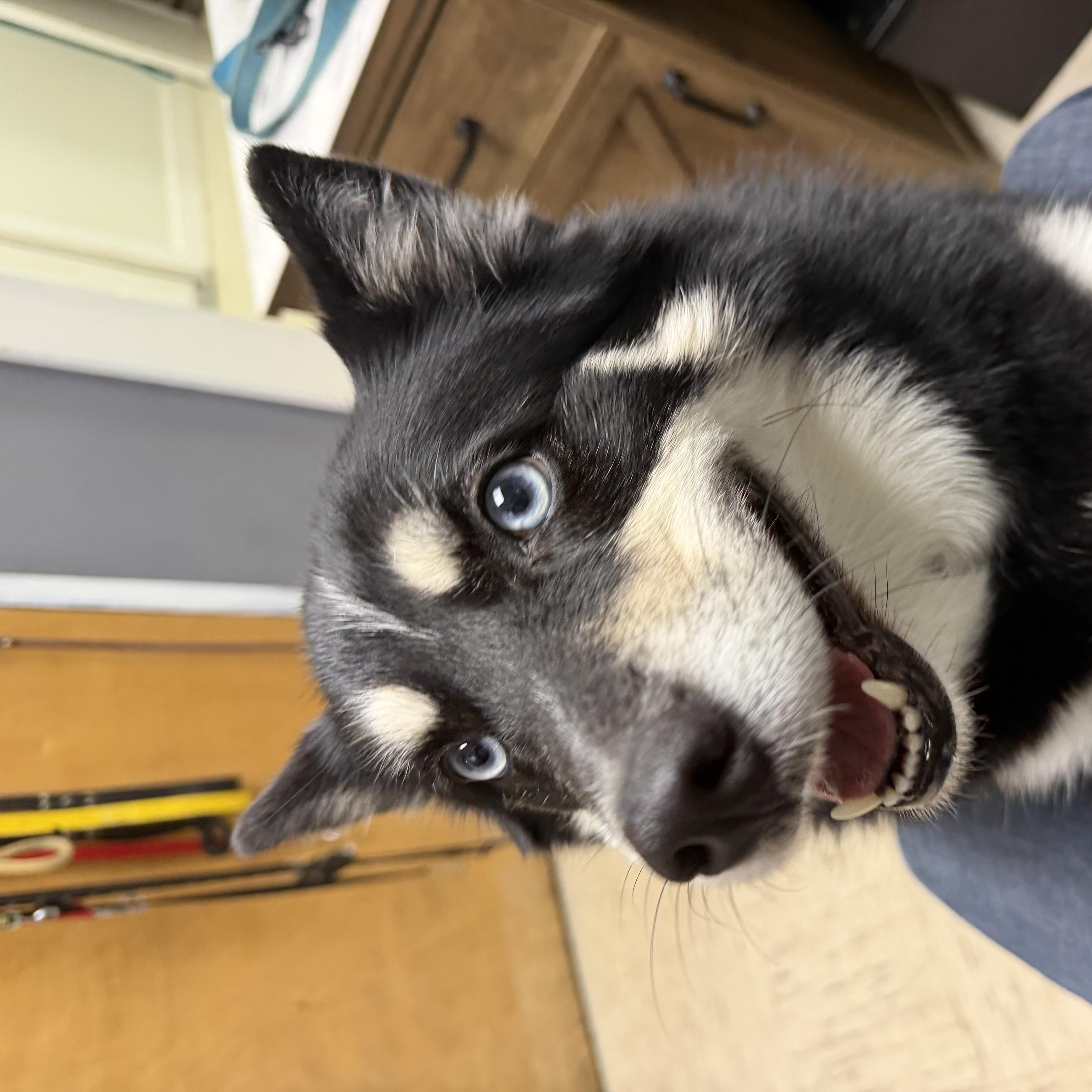 Enlarge Nova, a Adopted Pomsky in Englewood, NJ image 2/3