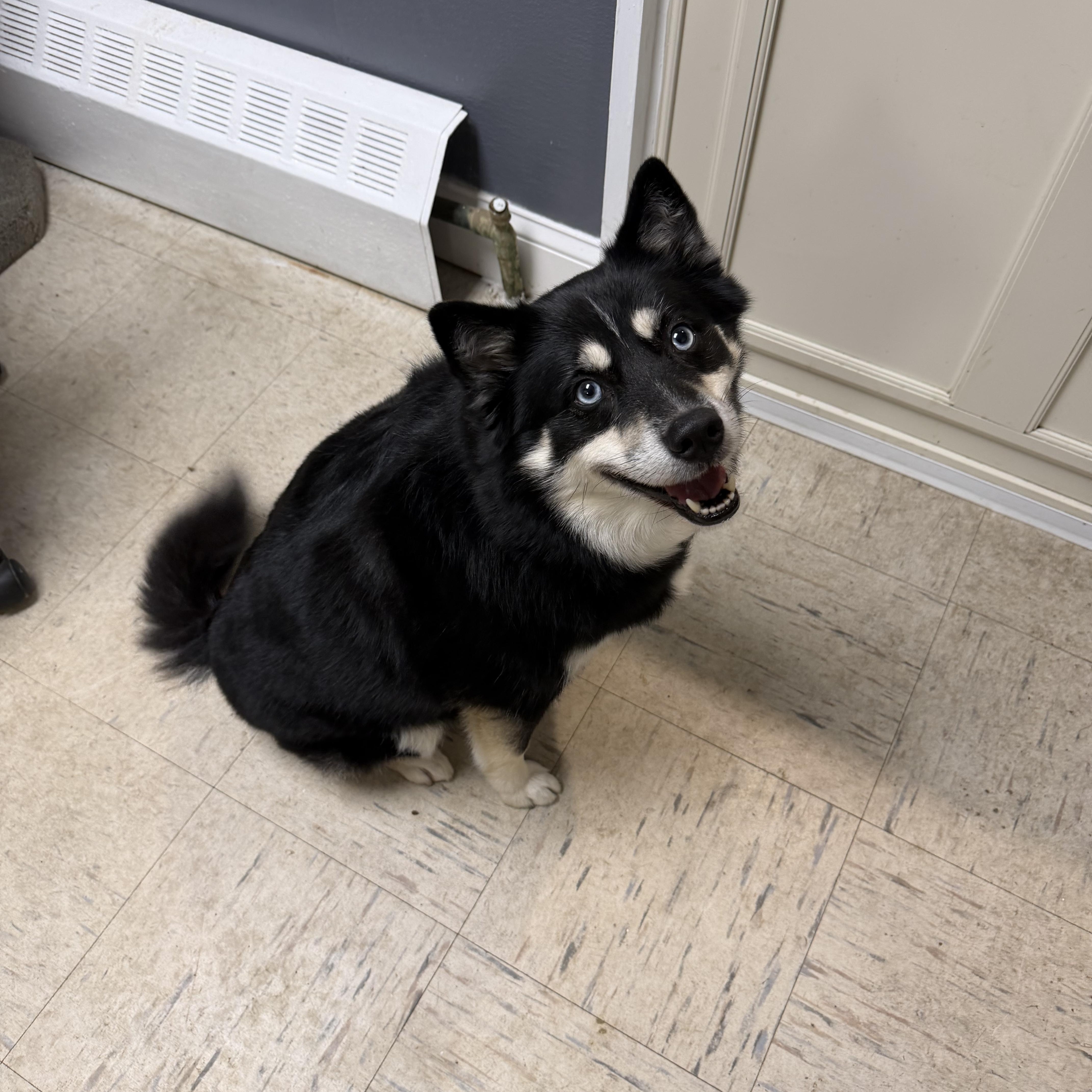 Enlarge Nova, a Adopted Pomsky in Englewood, NJ image 1/3