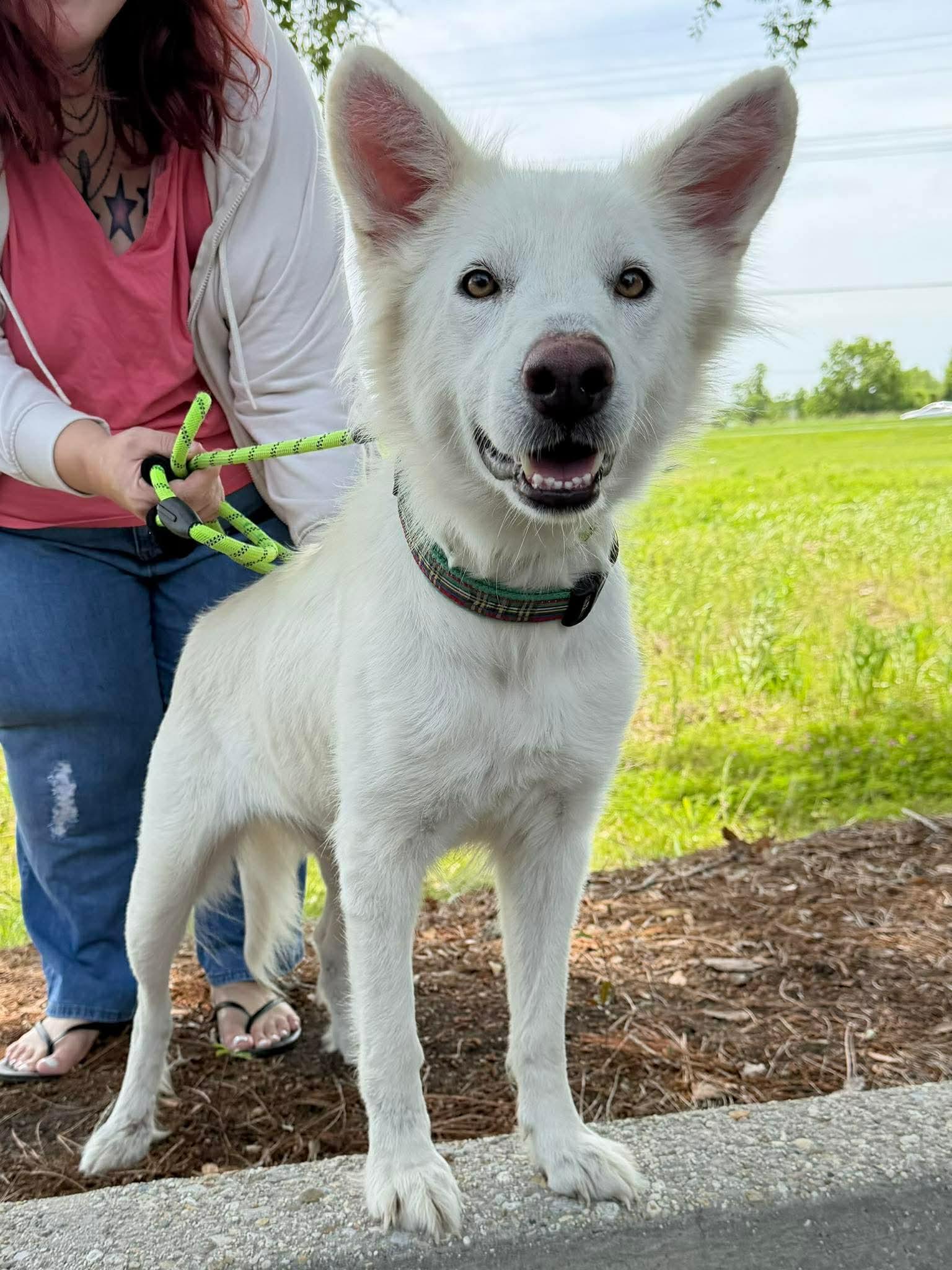 Enlarge Icha, a ADOPTABLE mixed breed in New Orleans, LA image 2/2