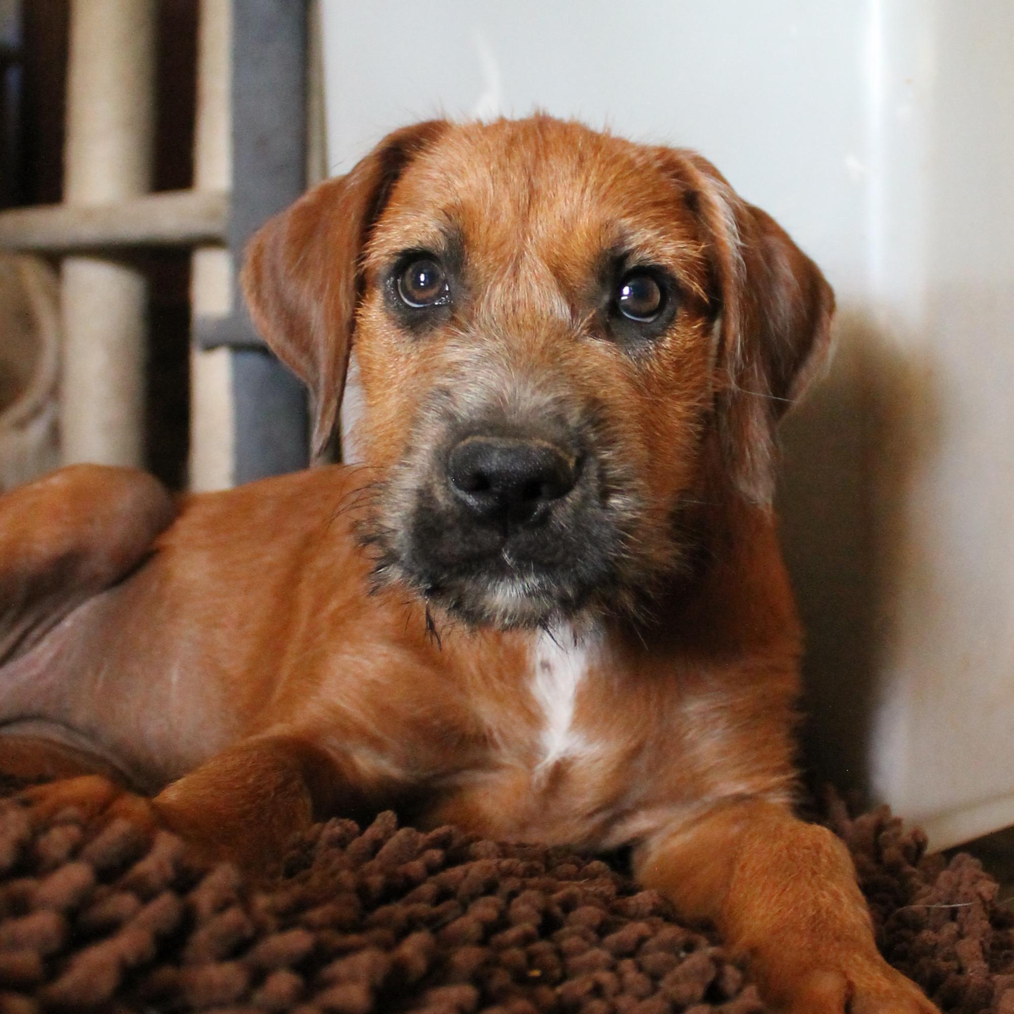 Enlarge Paris, a Adopted mixed breed in Guthrie, OK image 1/5