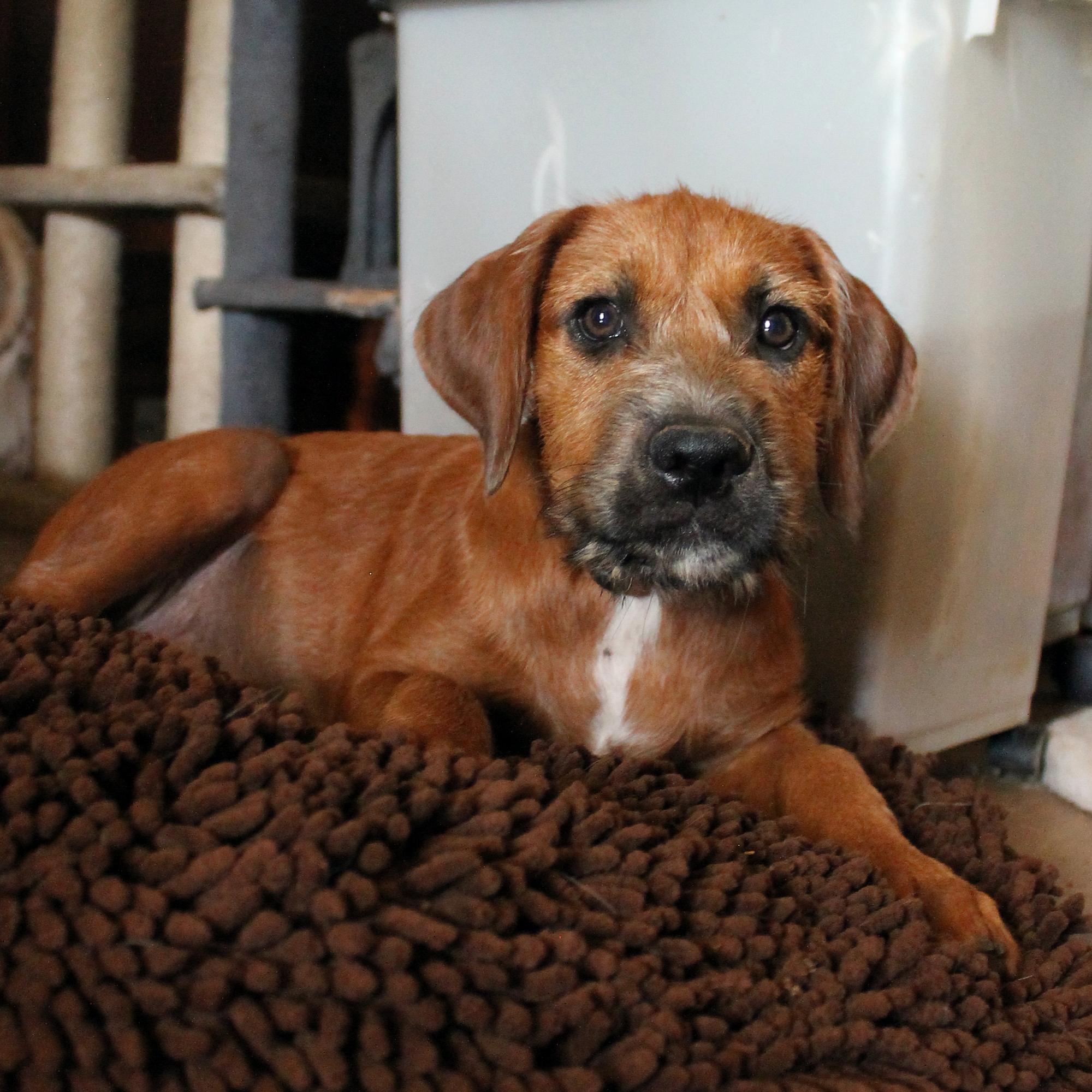 Enlarge Paris, a Adopted mixed breed in Guthrie, OK image 4/5