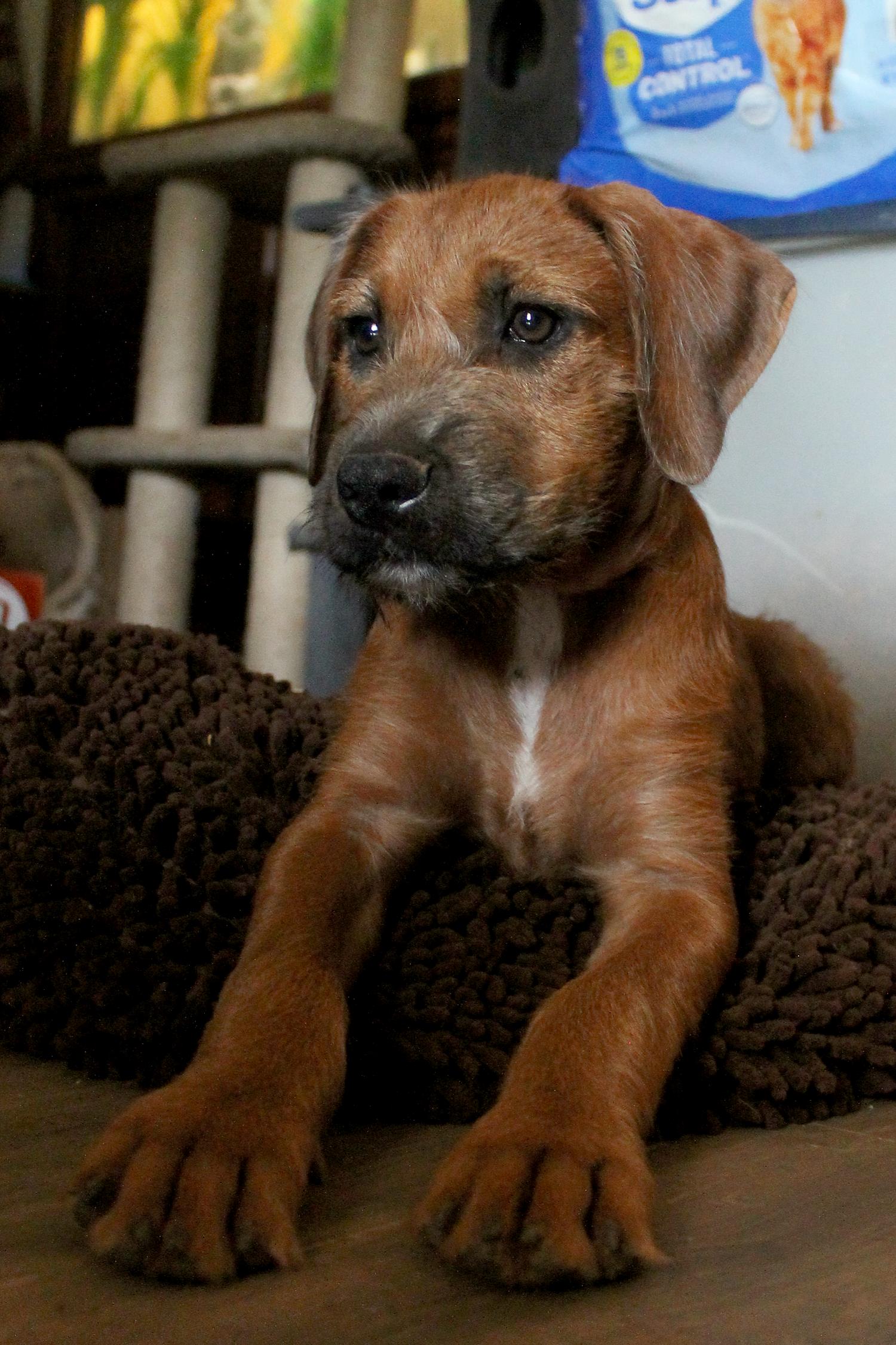 Enlarge Paris, a Adopted mixed breed in Guthrie, OK image 2/5