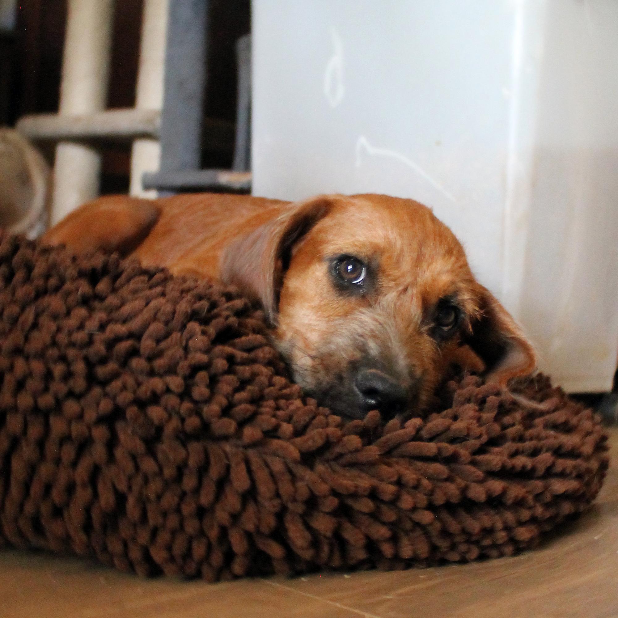 Enlarge Paris, a Adopted mixed breed in Guthrie, OK image 5/5