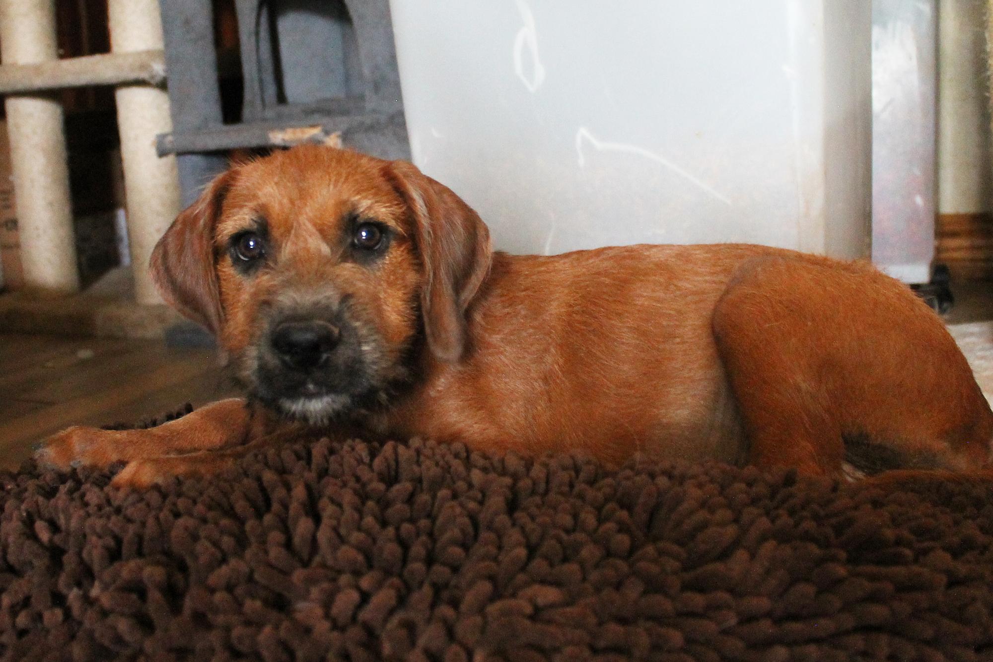Enlarge Paris, a Adopted mixed breed in Guthrie, OK image 3/5