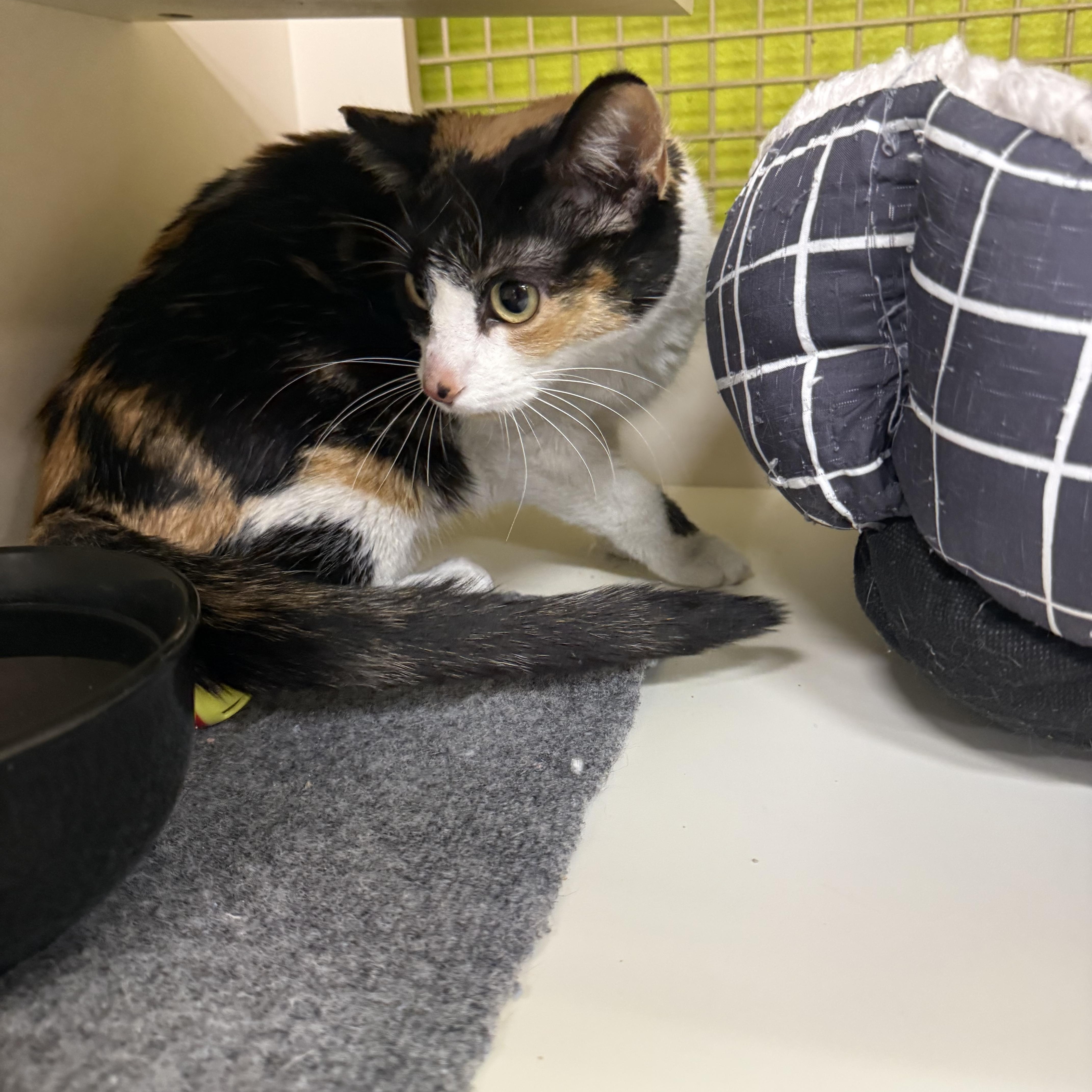 Enlarge Pretty Parade, a ADOPTABLE Calico in Las Vegas, NV image 2/2