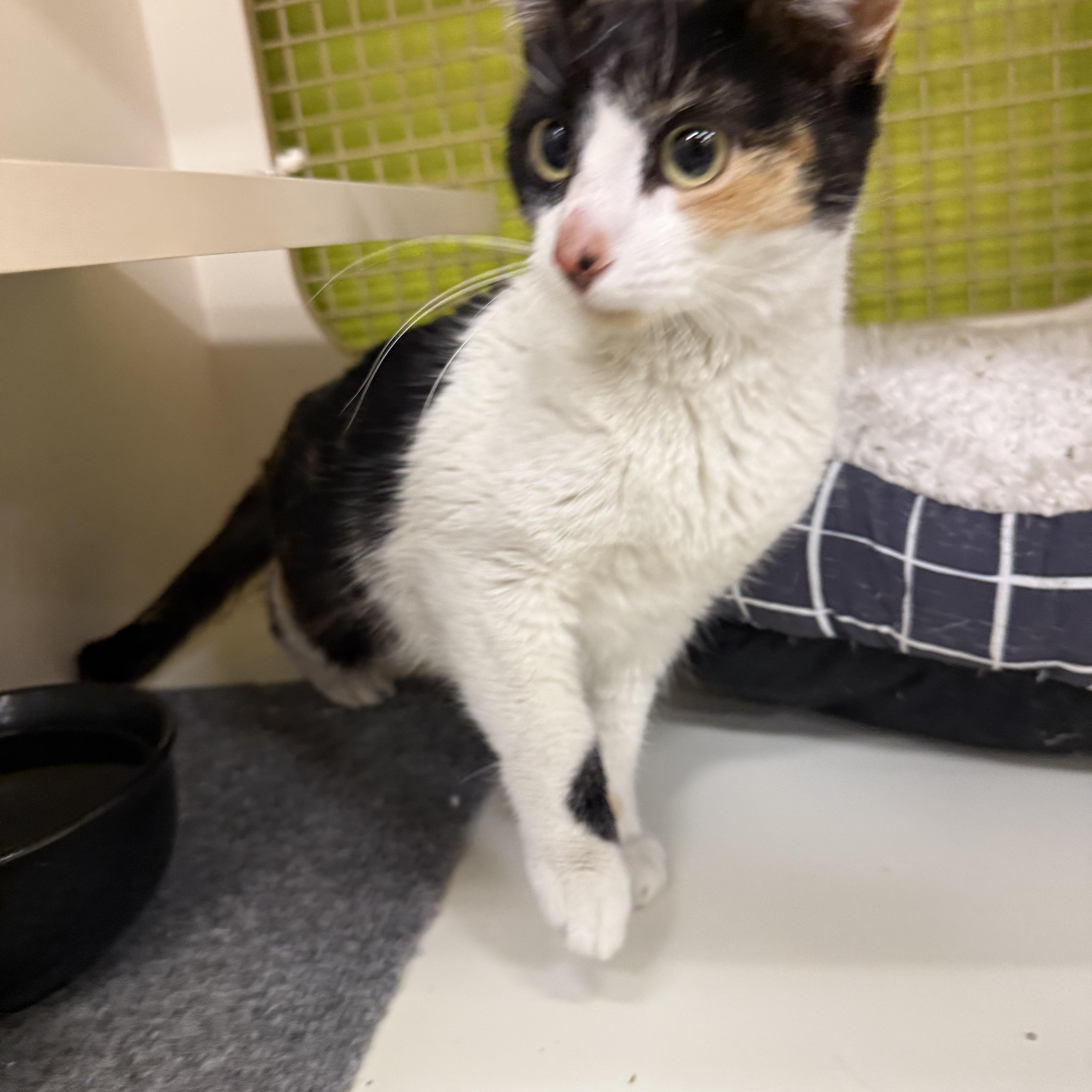 Pretty Parade, ADOPTABLE, Young Female Calico.