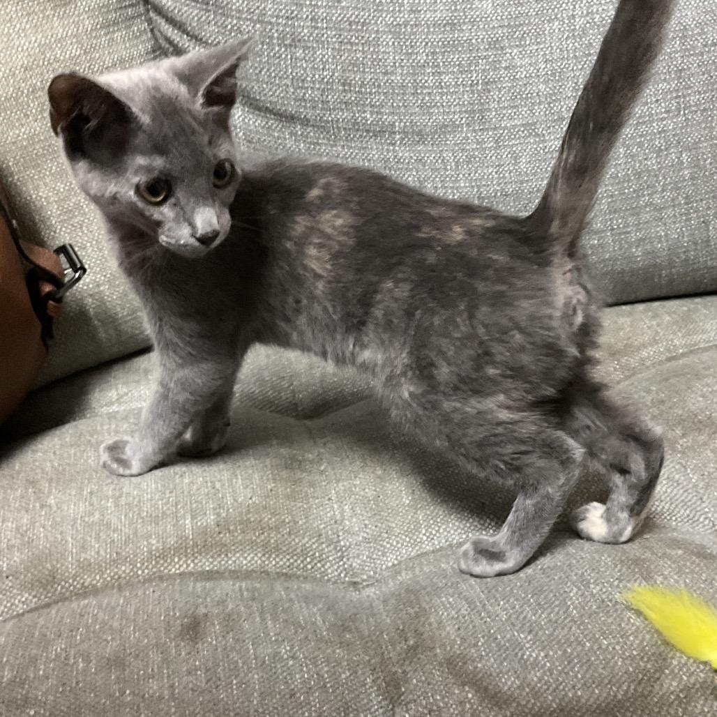 Enlarge Erin, a Adoptable Domestic Short Hair in Gonzales, LA image 1/1
