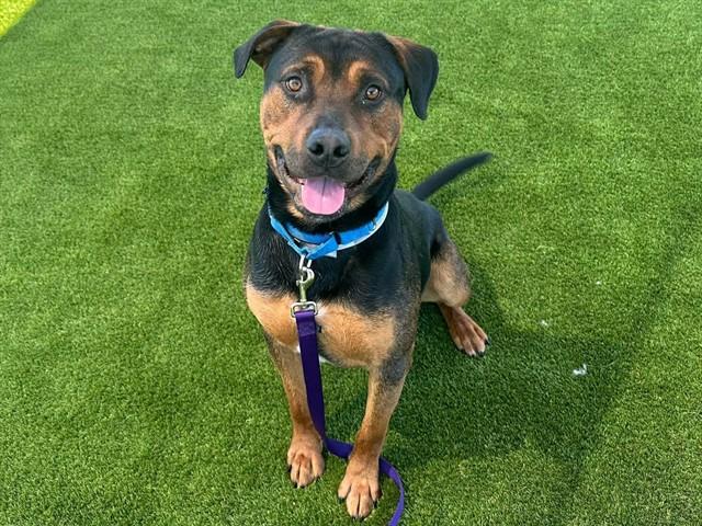 Enlarge FRANK, a Adoptable mixed breed in Martinez, CA image 1/1