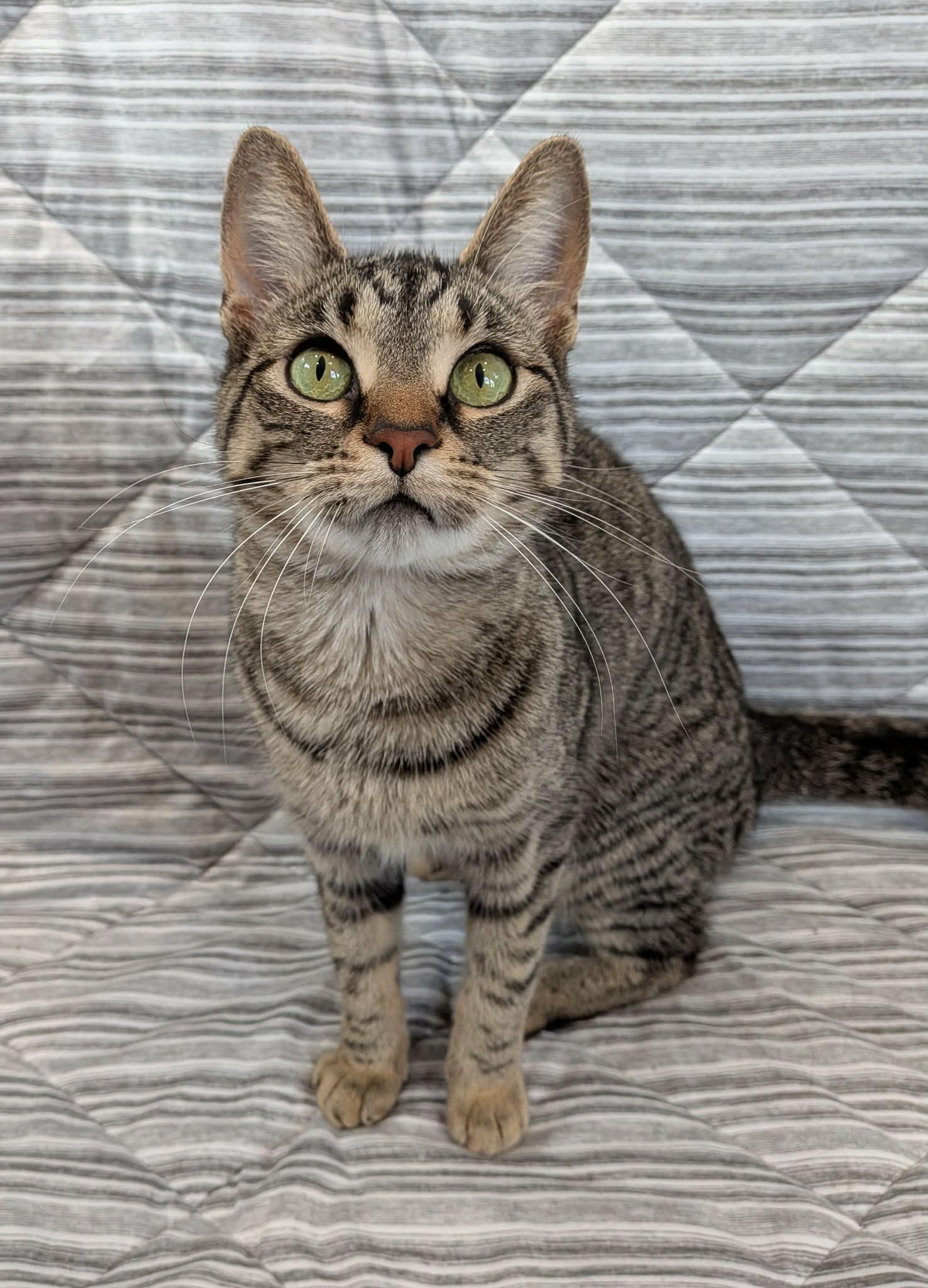 Enlarge BISCUIT, a Adoptable Domestic Short Hair in Tillsonburg, ON image 1/6