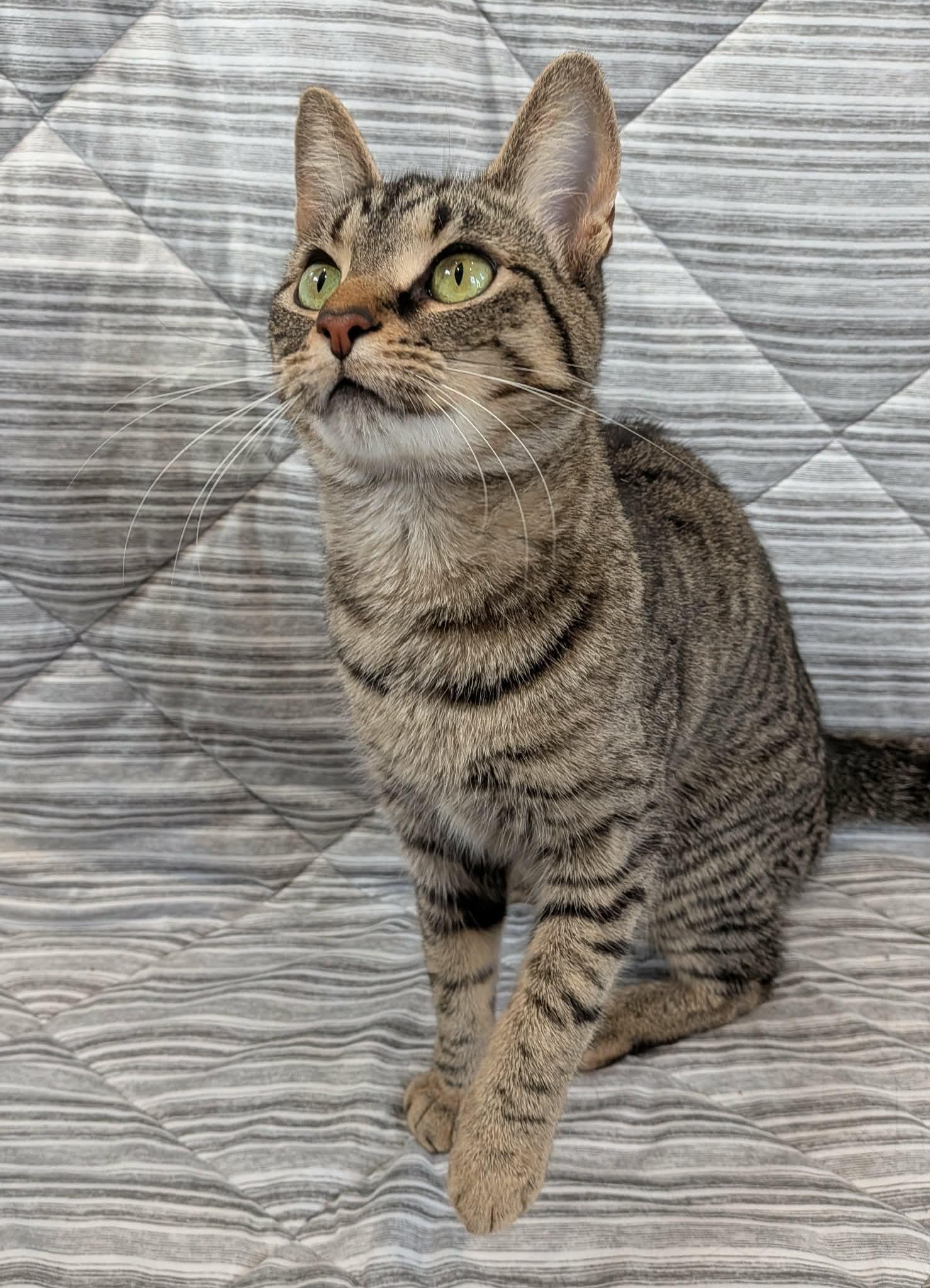 Enlarge BISCUIT, a Adoptable Domestic Short Hair in Tillsonburg, ON image 4/6