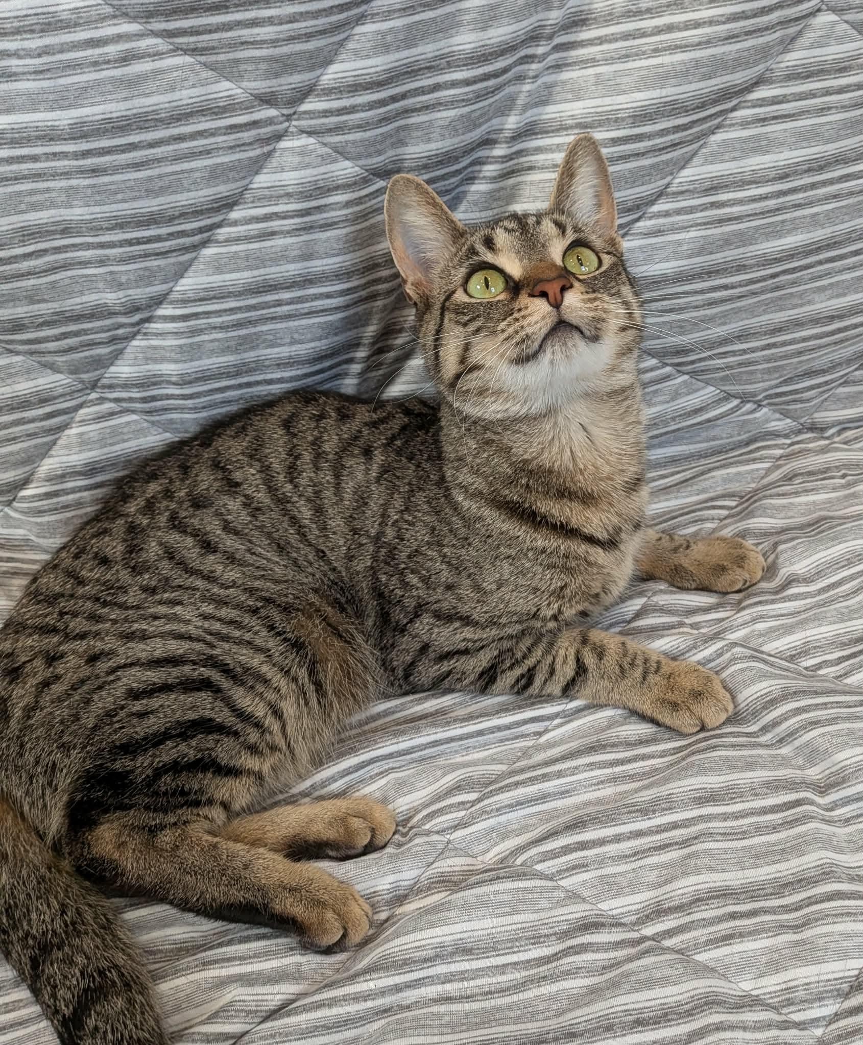 Enlarge BISCUIT, a Adoptable Domestic Short Hair in Tillsonburg, ON image 6/6