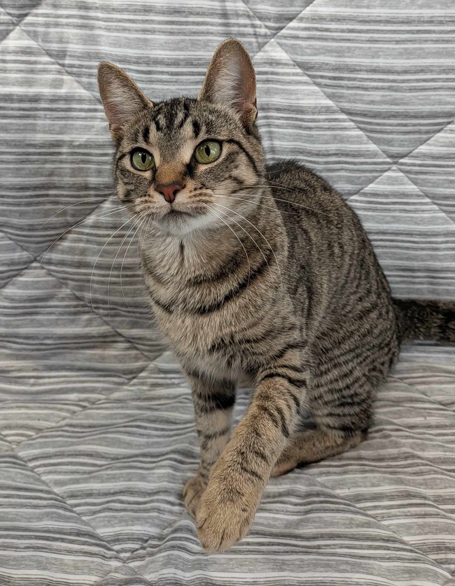 Enlarge BISCUIT, a Adoptable Domestic Short Hair in Tillsonburg, ON image 5/6