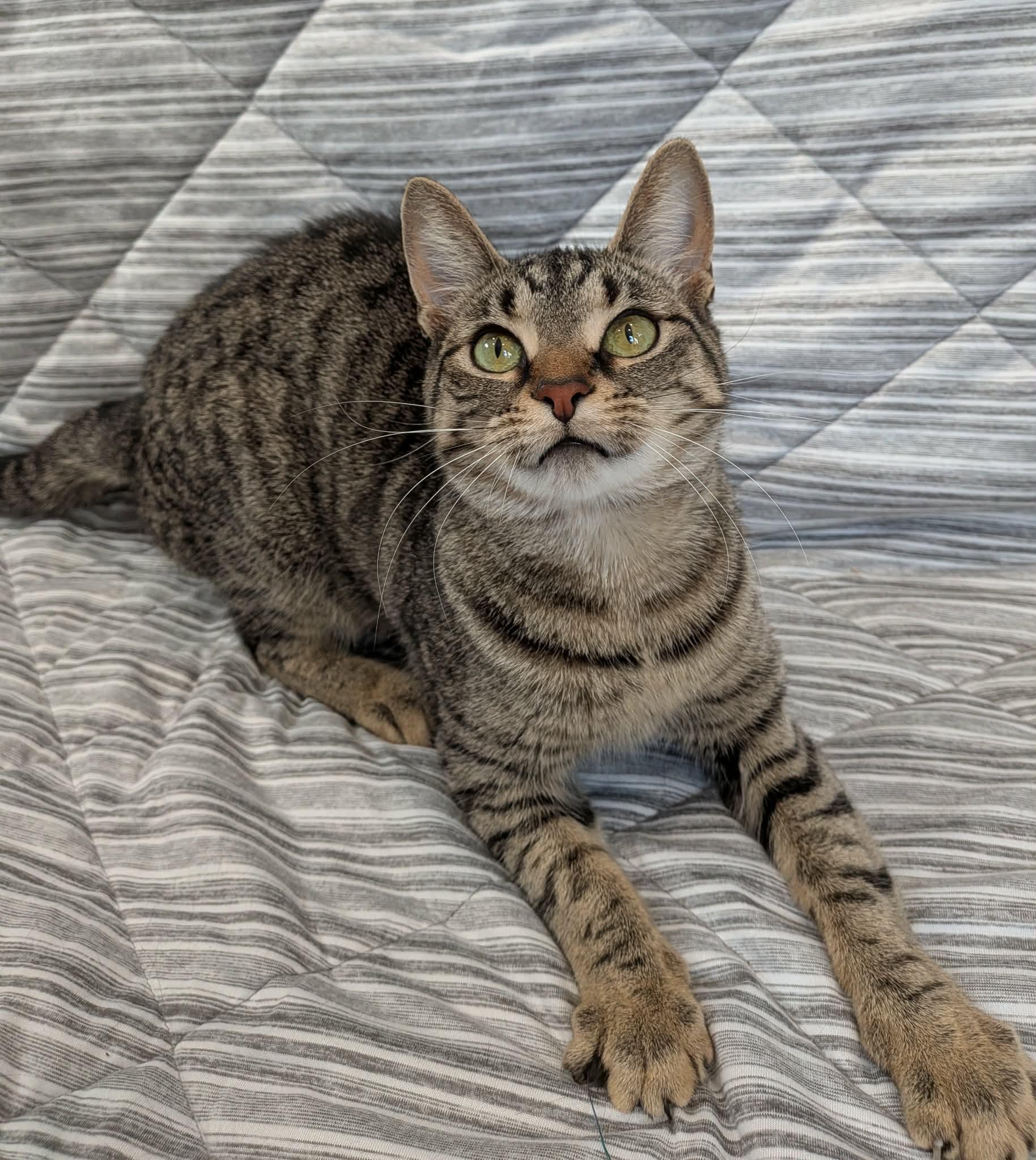 Enlarge BISCUIT, a Adoptable Domestic Short Hair in Tillsonburg, ON image 2/6