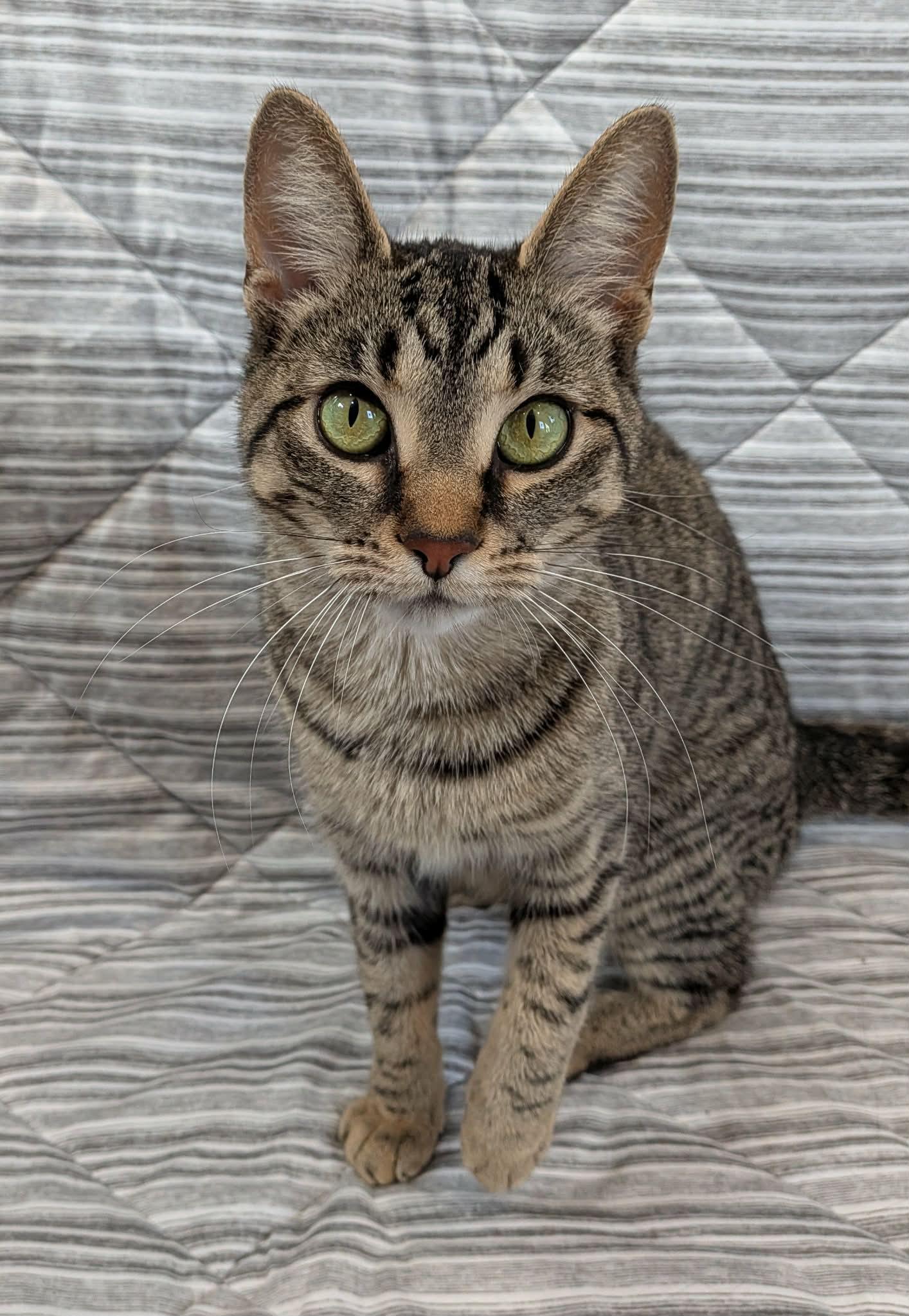 Enlarge BISCUIT, a Adoptable Domestic Short Hair in Tillsonburg, ON image 3/6