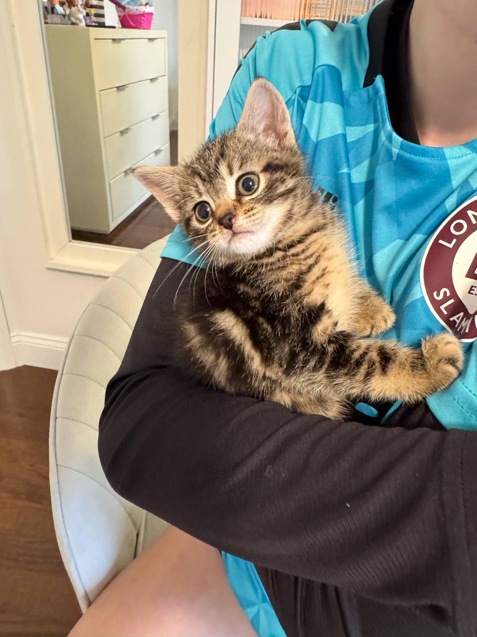 Daisy, Baby Female Domestic Short Hair